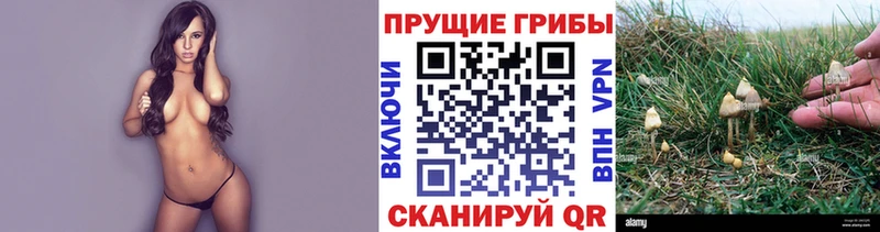 закладка  мориарти наркотические препараты  Псилоцибиновые грибы Cubensis  Кизилюрт 